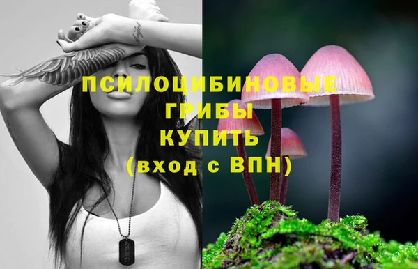 стафф Новозыбков