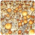 Псилоцибиновые (галлюциногенные)  грибы Psilocybin "Golden Teacher" в Пыть-Яхе