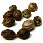 Семена марихуаны АК-47  (Seeds AK-47) в Пыть-Яхе